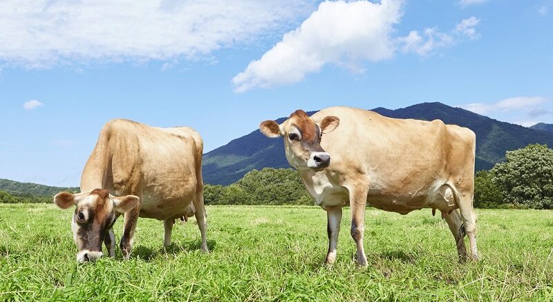 ジャージー牛の品種