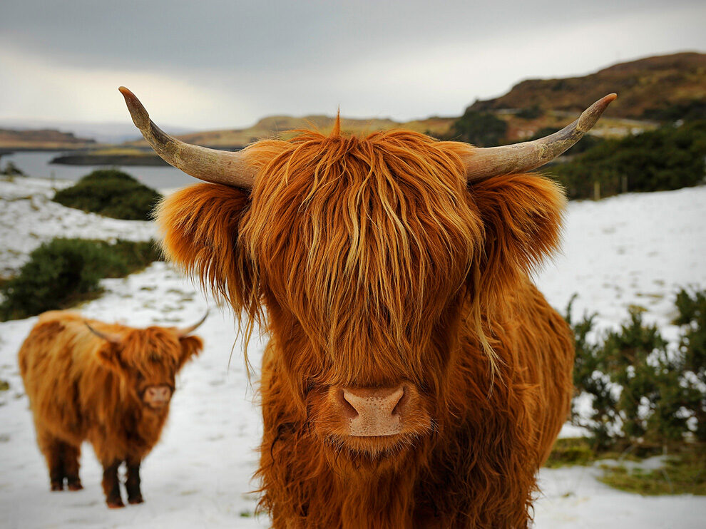 スコットランドの牛の品種