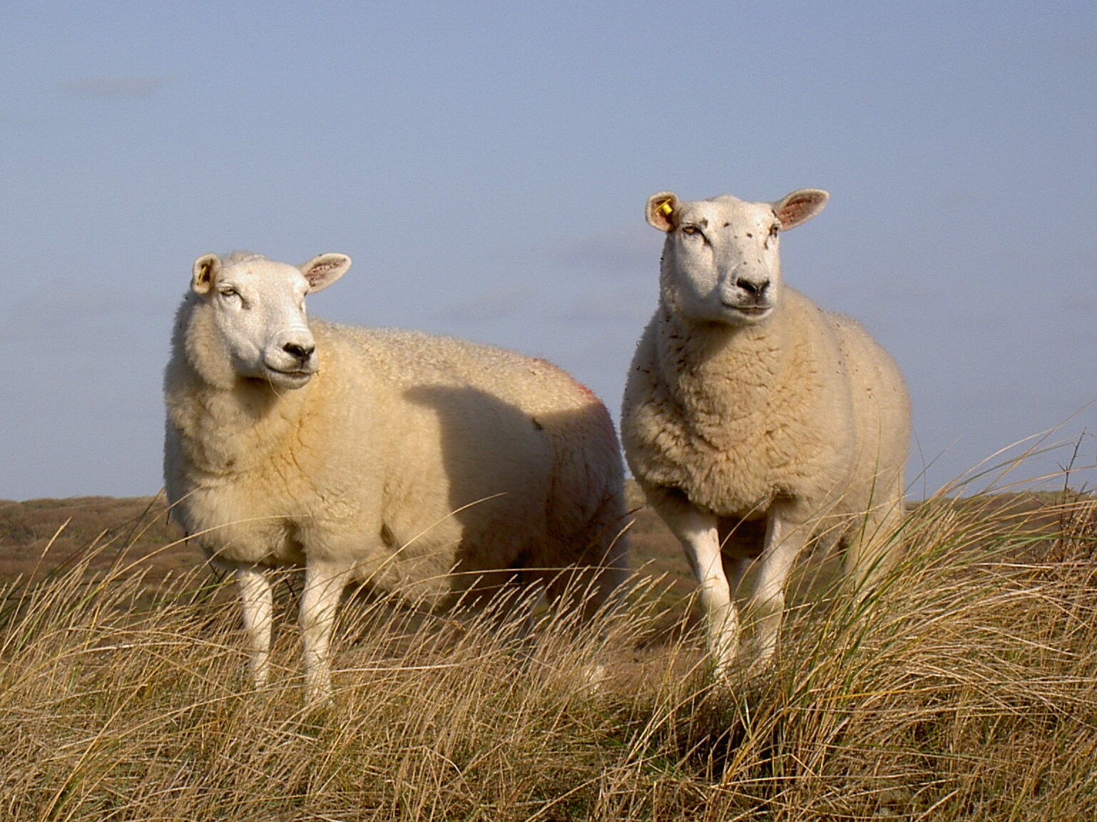 テクセル肉品種の羊：説明、起源、繁殖