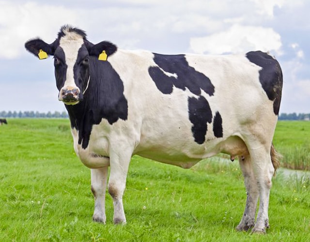ホルスタイン種の牛
