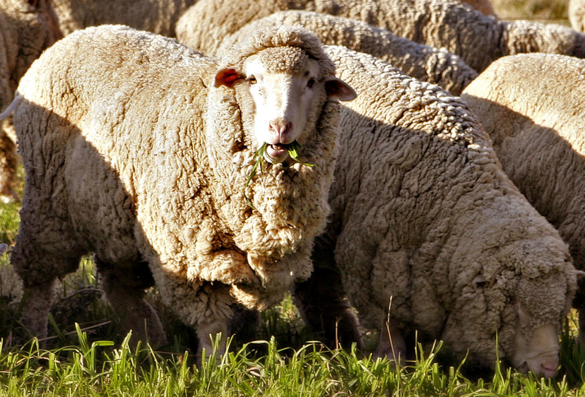 メリノ羊：品種の尊厳、手入れ、羊毛の価値