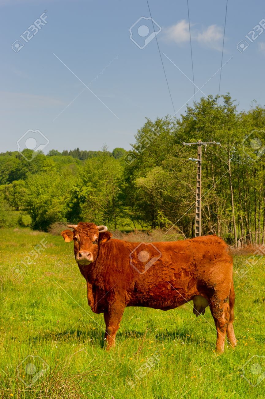 リムーザン牛の品種
