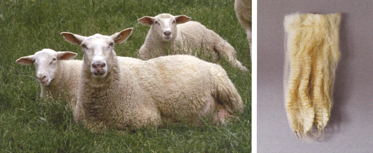 上質な羊の繁殖：最も有名な品種、繁殖