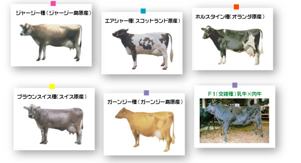 乳牛の品種