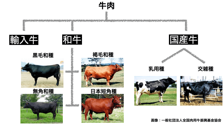 人気のある牛の品種
