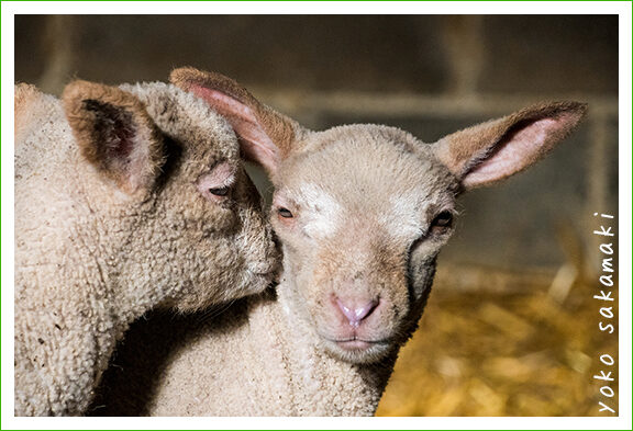 妊娠中の羊: 1 頭の子羊の中に何頭の子羊ができるか、妊娠の頻度