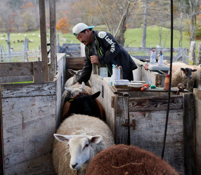 子羊の飼育：弱い人の看護、立ち上がらない、食事