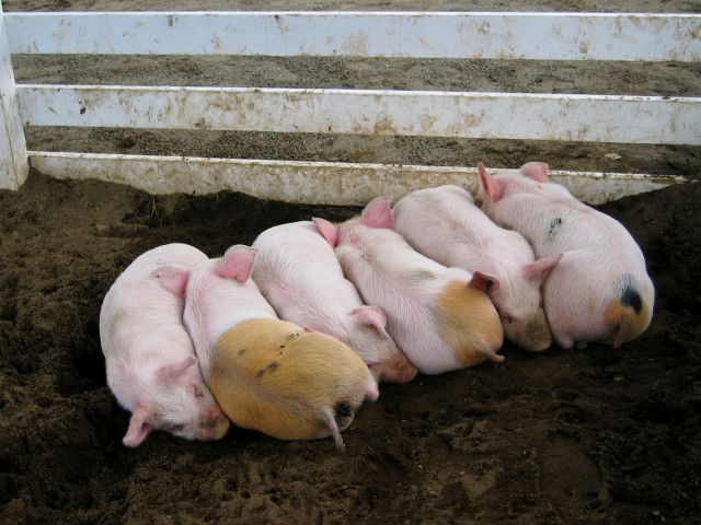子豚がよく食べない場合はどうすればよいですか？