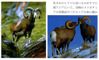 家畜羊の祖先は誰か：起源説