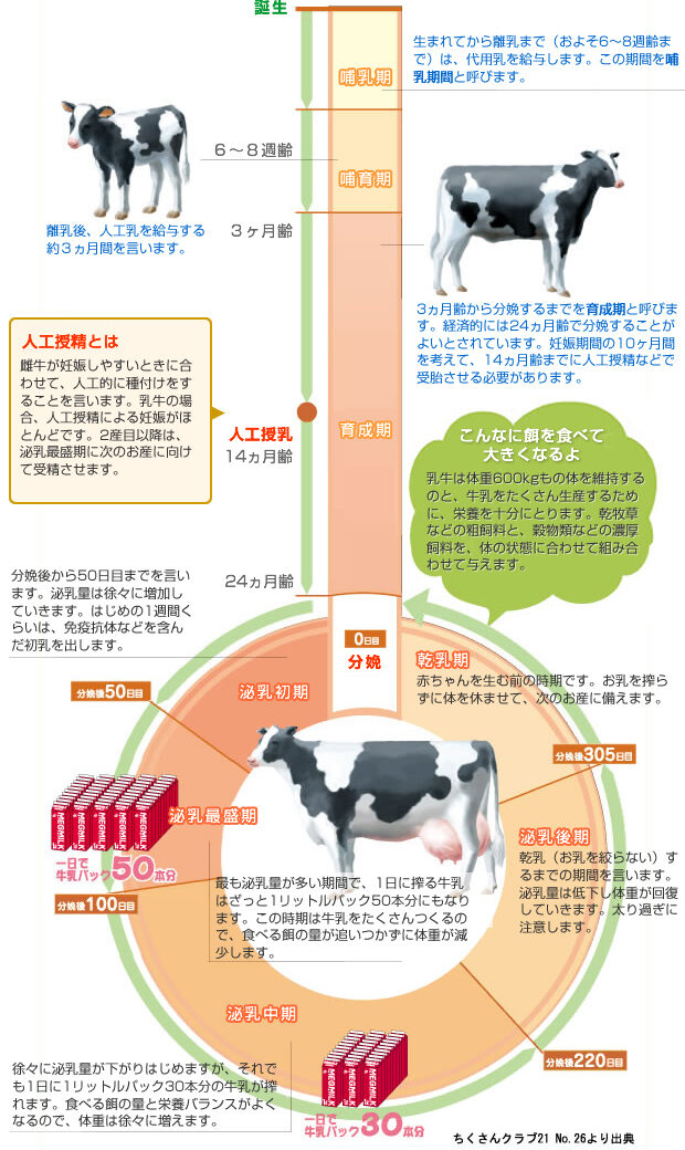 授乳期の牛にはどのように餌が与えられているのでしょうか？