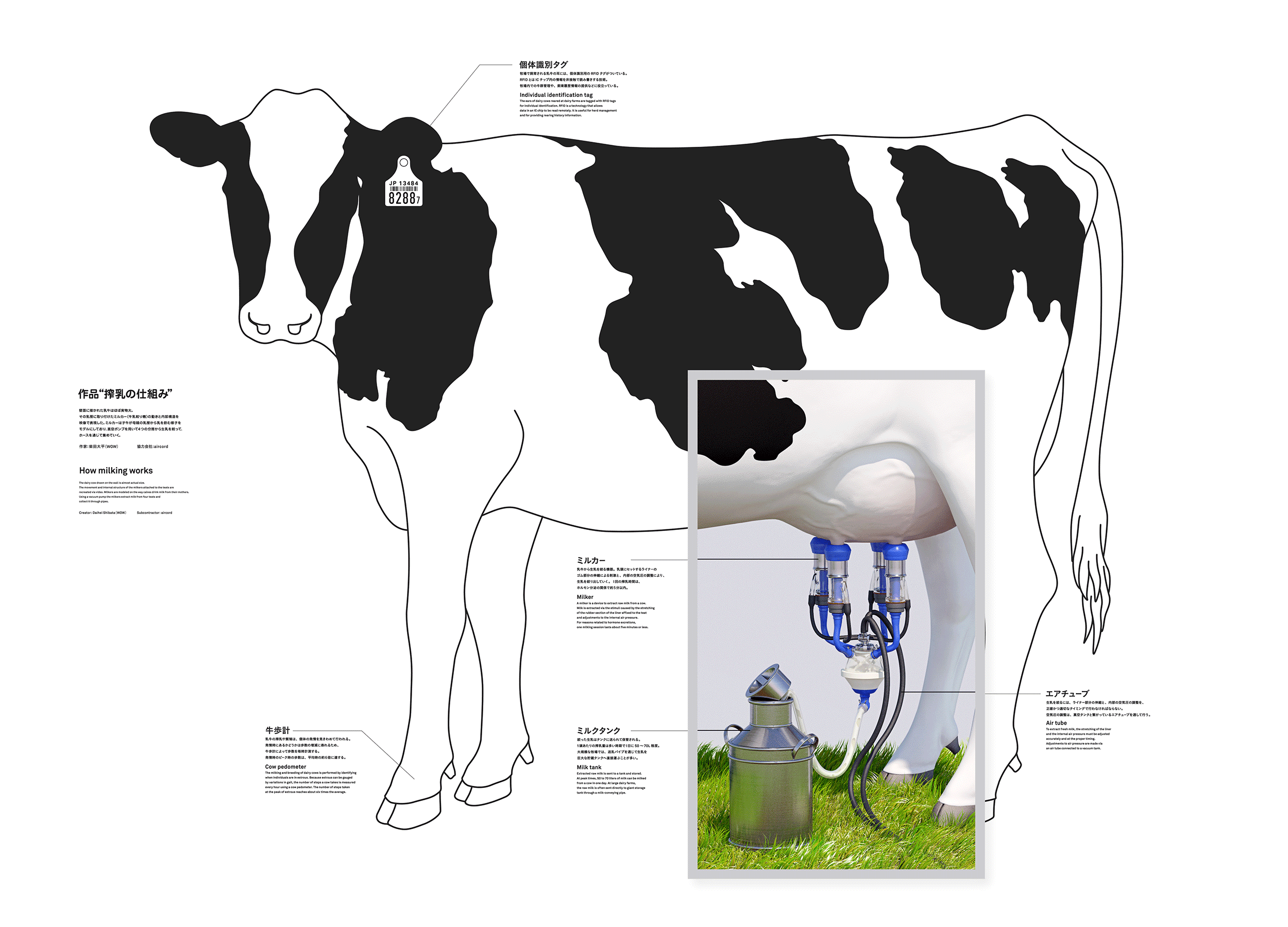 搾乳機で牛の乳を適切に搾る方法