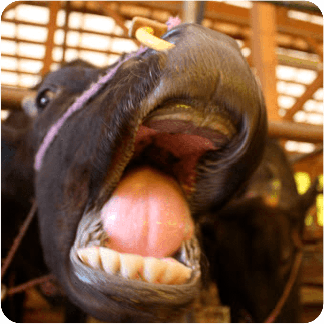 牛には歯がありますか？