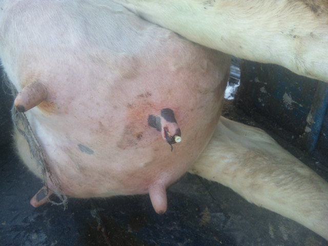 牛の乳房の傷