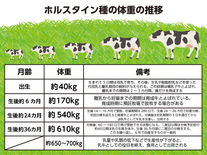 牛の平均体重は何で決まるのでしょうか？