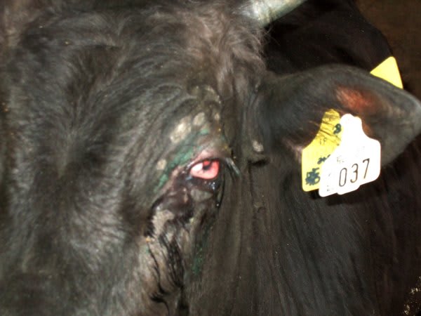 牛の目の病気