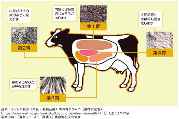 牛の胃と消化器系の構造
