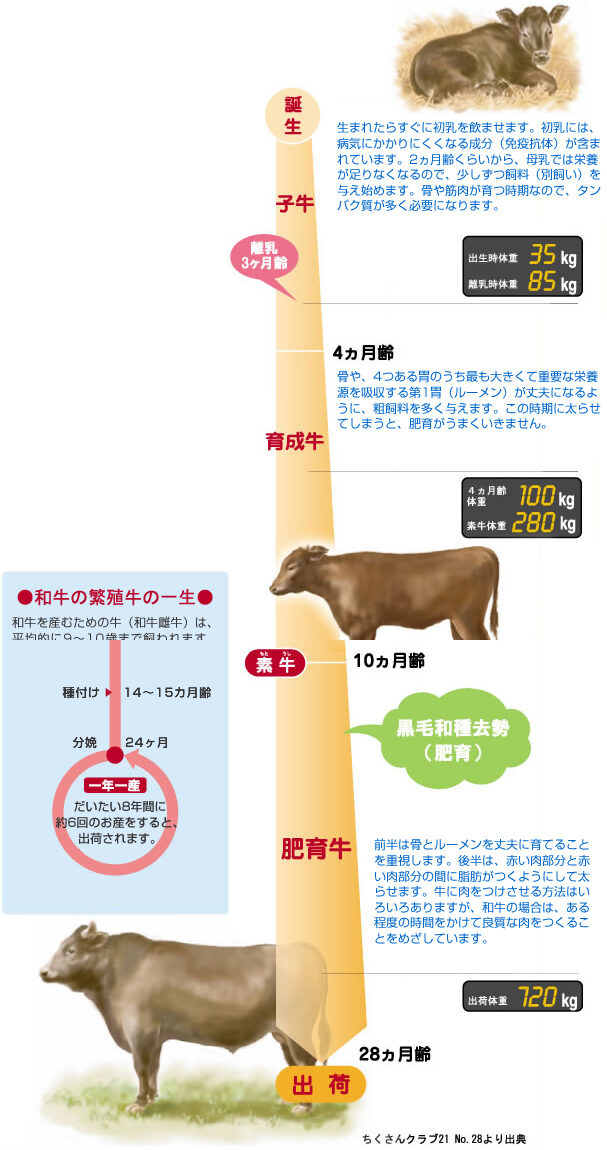 牛は平均何年生きますか?
