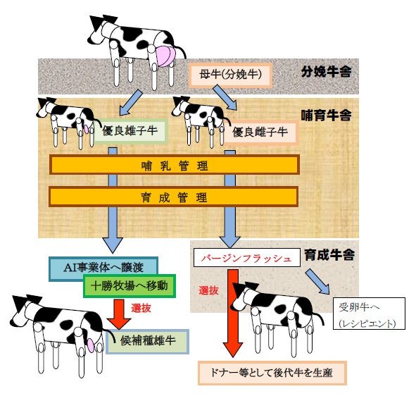 牛を繋留・緩く飼育する技術