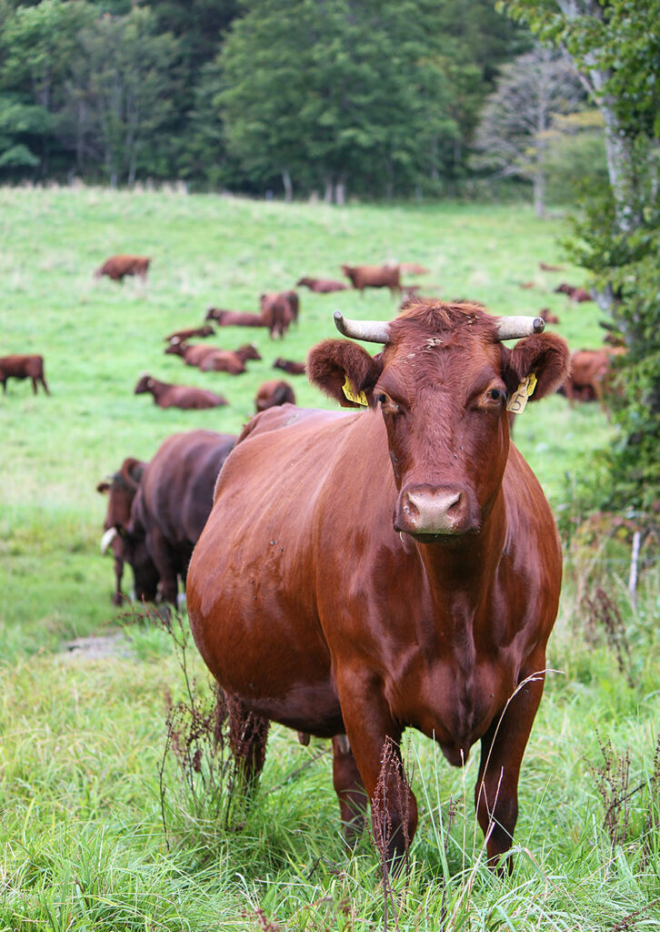 短角牛の品種