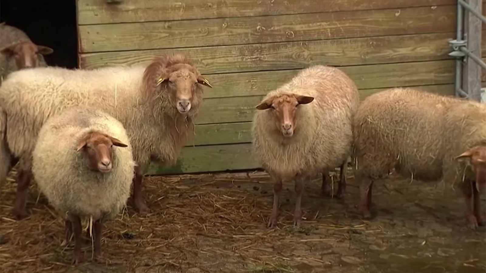 羊のブラゾットを特定して治療する方法：動物伝染学、ワクチン接種