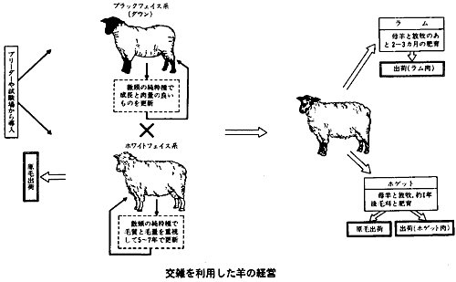 羊の肉毛品種タシリンスカヤ：説明、起源、繁殖