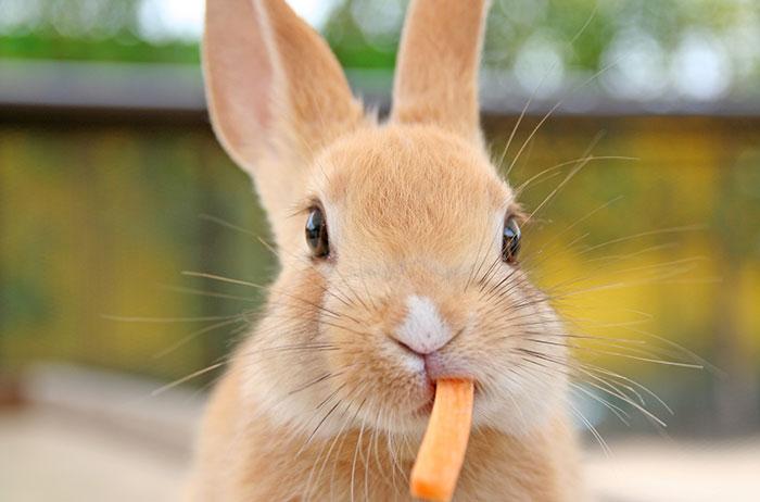 装飾的なウサギの歯の構造の特徴とそれらの世話をするためのルール