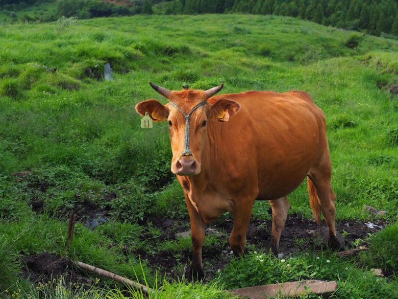 赤いゴルバトフスカヤ種の牛