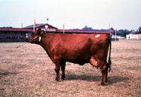 赤いデンマーク牛の品種