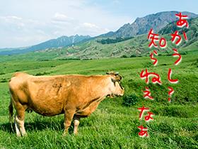 赤い草原の牛の品種