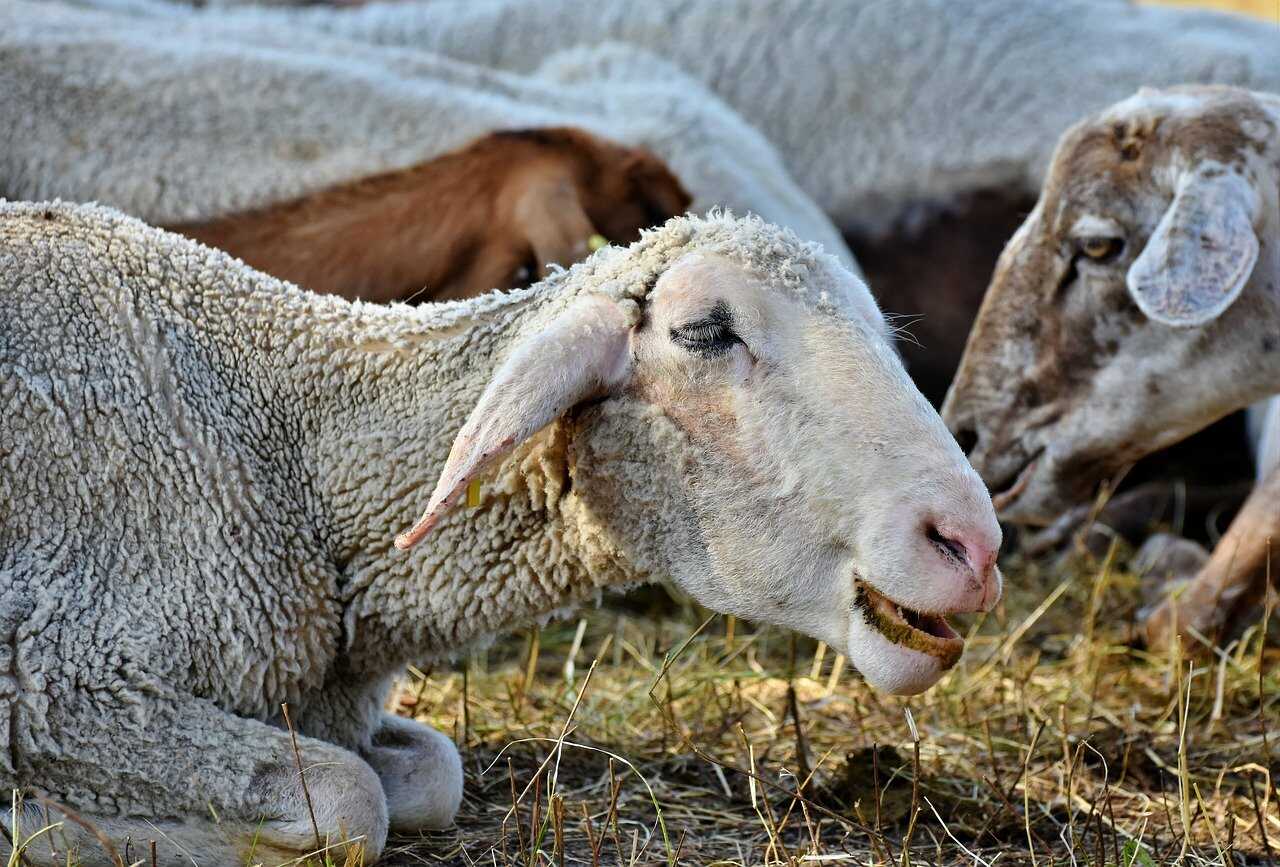 野生の羊：ねじれた角を持つ偶蹄目の特徴と種類