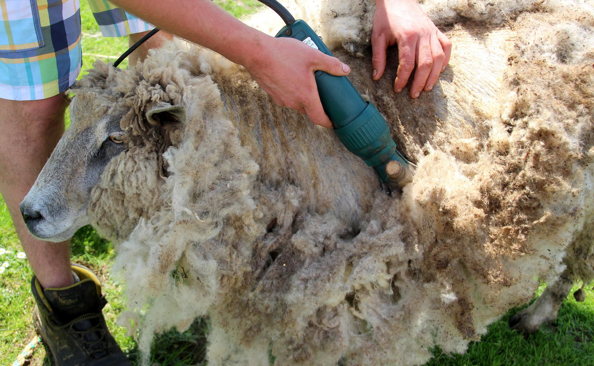 雄羊の皮、羊毛の加工方法：特徴、手順、応用