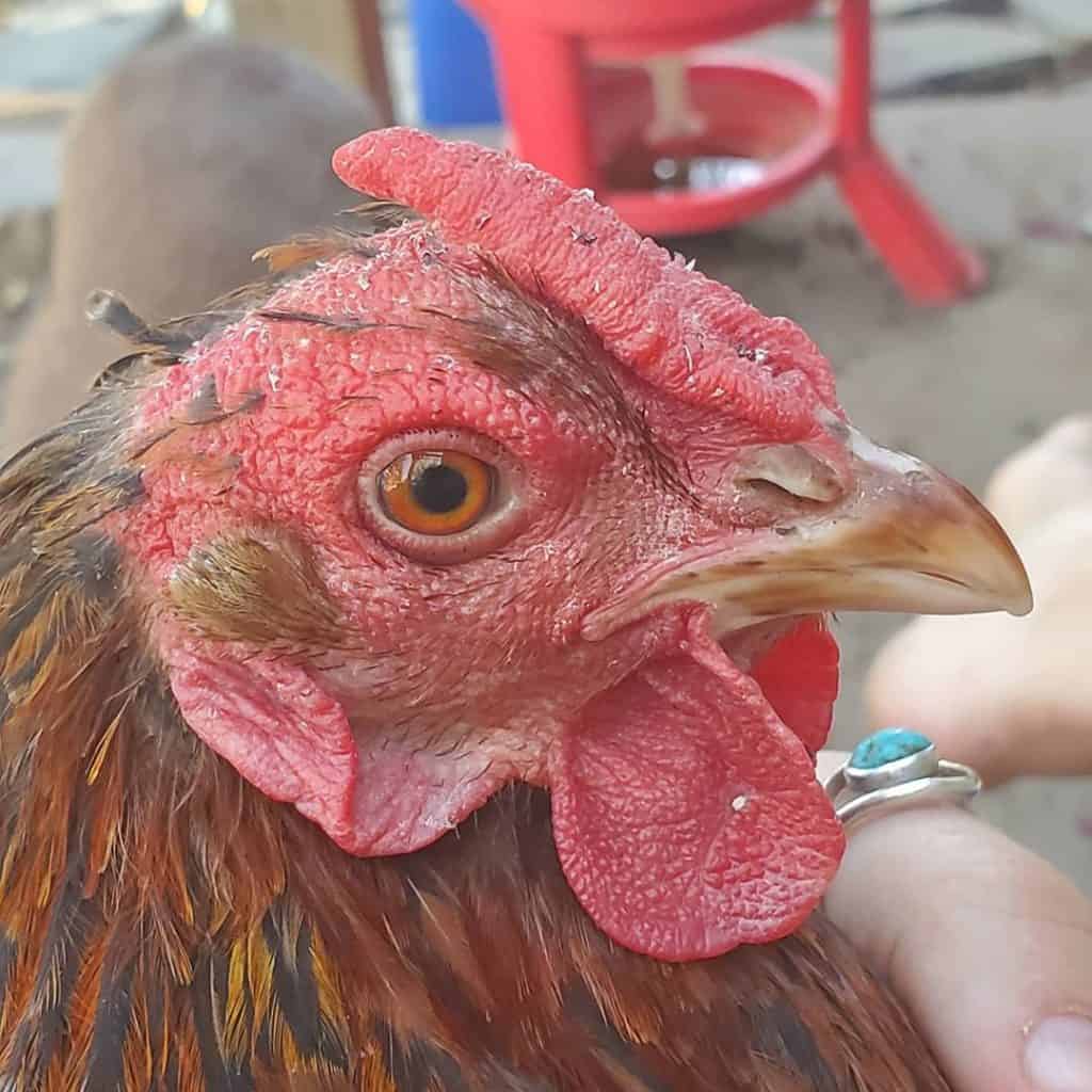 닭: 탈모증