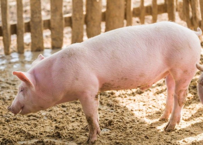 러시아 최고의 돼지 품종