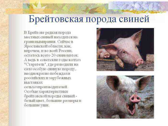 브레이트 돼지 품종