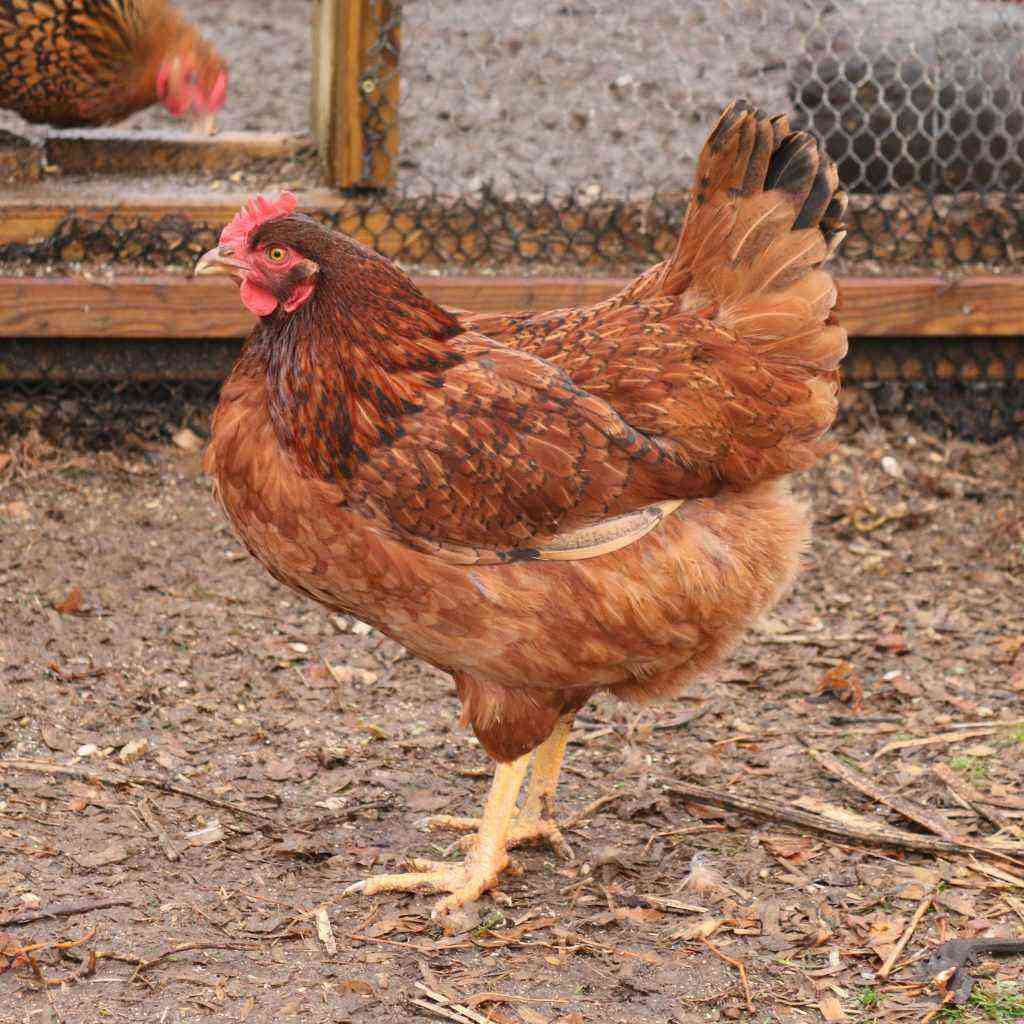 살아있는 옥양목 닭