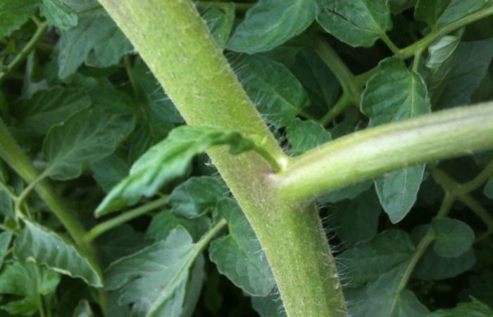 셋, 둘, 하나: 야외나 온실에서 자란 토마토를 적절하게 형성하는 방법, 시기, 이유