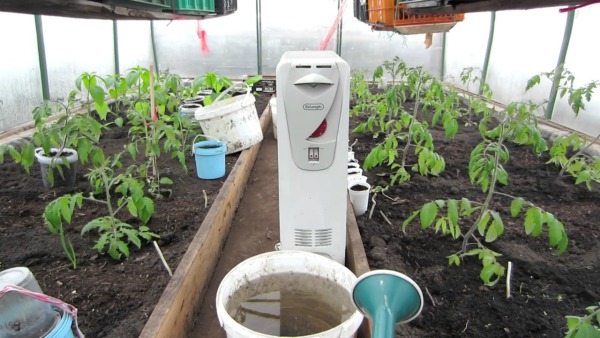 온실의 서리로부터 토마토를 보호하는 방법