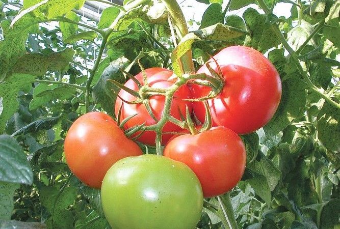 음식에 이상적이며 판매에 적합합니다. 볼고그라드 조기 숙성 323 품종의 토마토와 같은 야채 재배자는 어떤 특성을 가지고 있습니까?