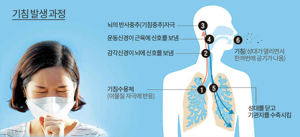 기관지염이 있는 성인의 기침을 치료하기 위해 양고기 지방을 사용하는 방법
