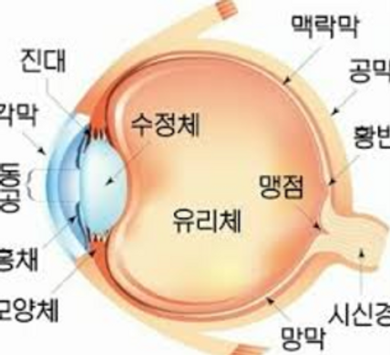 소 눈의 가시를 치료하는 방법은 무엇입니까?