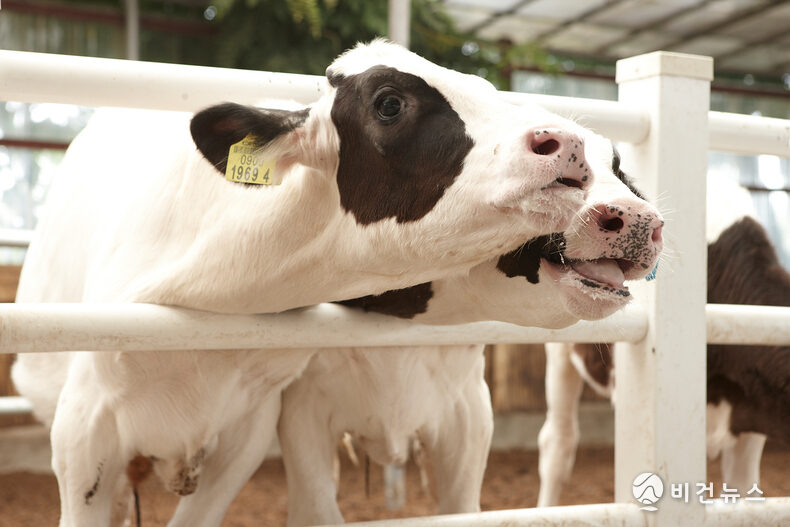 소는 언제 처음으로 젖을 먹기 시작합니까?