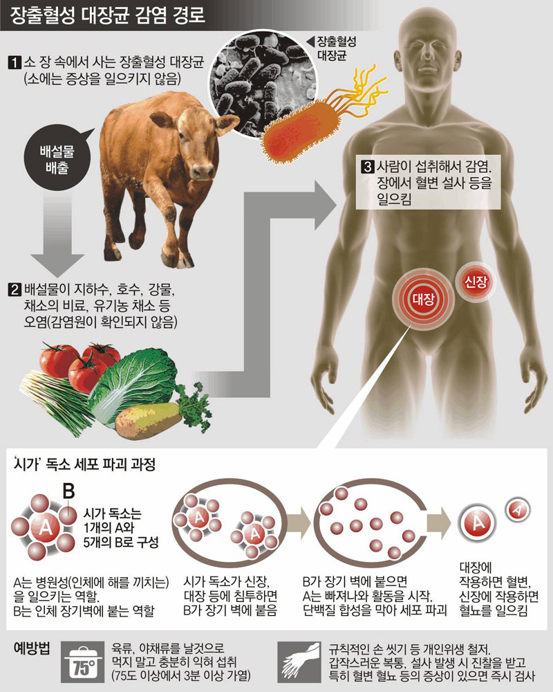 소의 출혈성 유방염