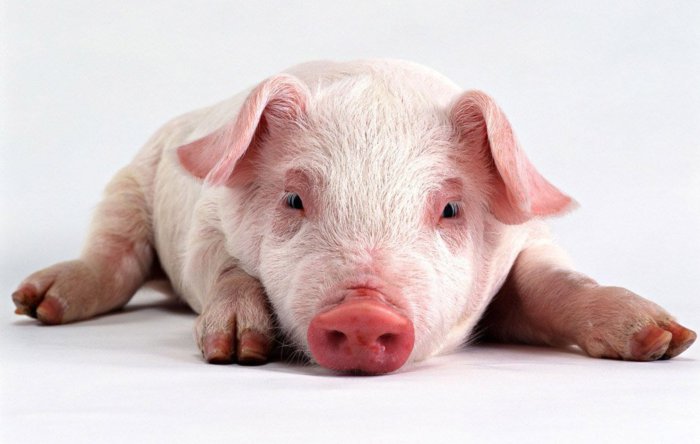 Apa yang perlu dilakukan jika anak babi tidak makan dengan baik?