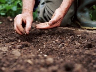 Apakah jenis tanah yang disukai oleh timun?
