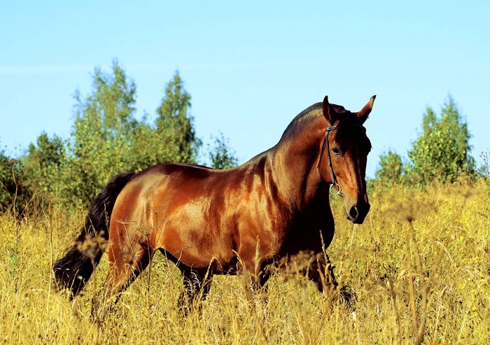 Apakah kuda terpantas di dunia?