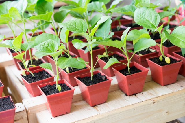 Apakah sayur-sayuran yang perlu disemai pada bulan Februari untuk anak benih?