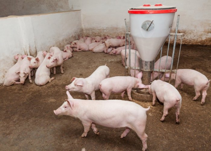 Avitaminosis dalam babi