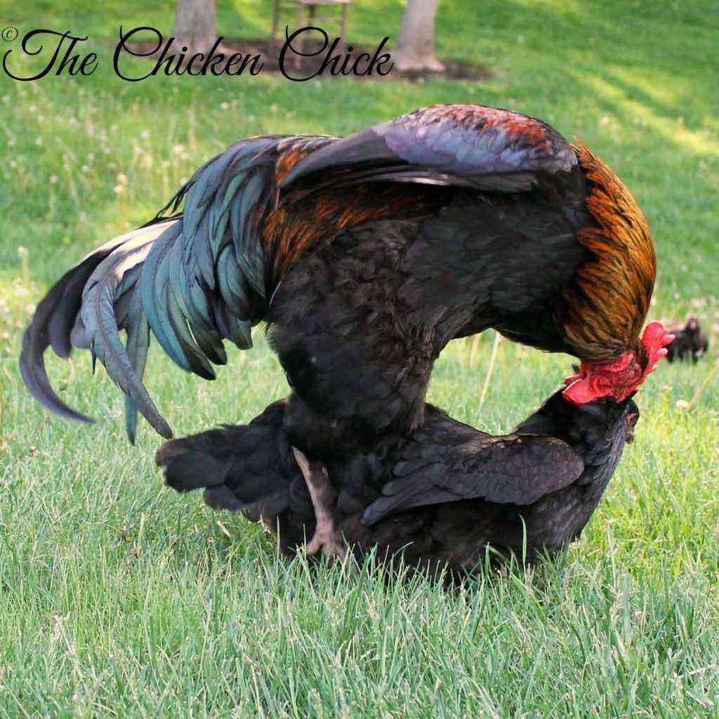 Ayam: Cloacite dalam ayam