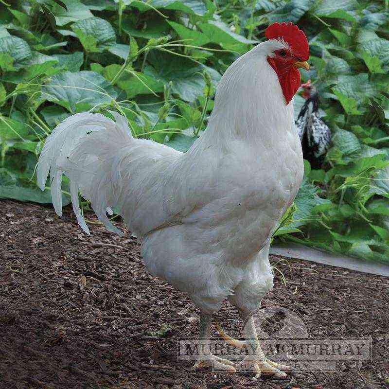 Ayam “Jersey Giant”, ciri-ciri mereka