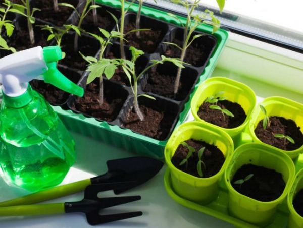 Bagaimana untuk memberi makan anak benih tomato untuk pertumbuhan di rumah